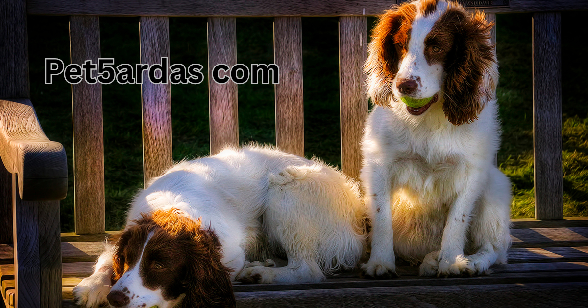 Pet5ardas com guide and features overview